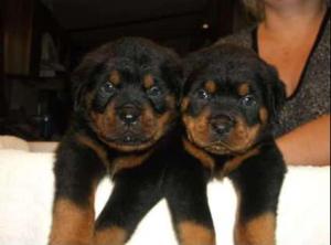 Rottweiler puppies for sale