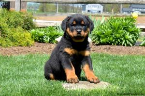 Rottweiler puppy