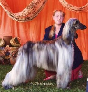 Scaramouche Afghan Hounds