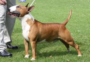 Shodan Bull Terriers