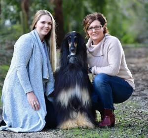 Suliman Afghan Hounds