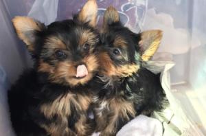 Teacup Yorkie Males