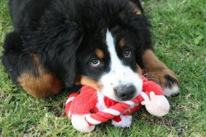 Teversal Bernese Mountain Dog