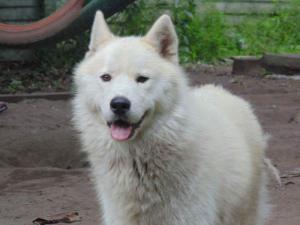 Tolcketna Siberian Huskies