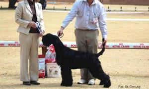 Transfuga Giant Schnauzers