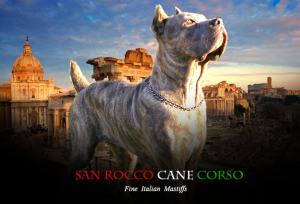 San Rocco Cane Corso