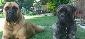 LaGratitude Bullmastiffs