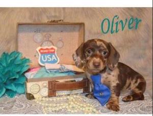 Upcoming Summer Litter of Dachshund Puppies