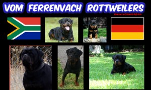 Vom Ferrenvach Rottweilers