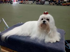 Whitelillys Maltese