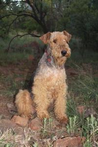 Willaire Airedales