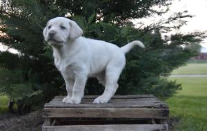 Yellow Labrador Retriever Puppy