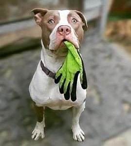 Zariskiw American Bulldog Adult Male