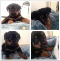 1 female akc rottweiler puppies available