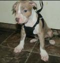 2 beautiful pure breed American Pitbull terror puppies in Calgary, Alberta