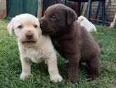 Aboheme Labradors in Randfontein, Gauteng