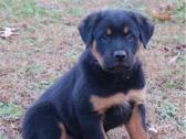 Adorable Rottweiler Pups