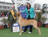 Annador Great Danes in Langwarrin, Victoria