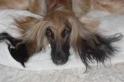 Bonine Afghan Hounds in Kempton Park, Gauteng