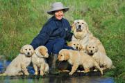 Bonyl Golden Retriever in Matjesrivier, Western Cape