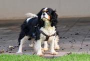 Careliah Cavalier Breeder in Oranjeville, Free State