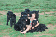 Chrisri Black Russian Terriers in Other Eastern Cape, Eastern Cape