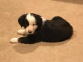 CKC registered standard australian shepherd puppies in Madison, Indiana