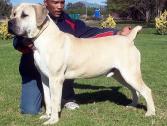 Delatro Boerboels in Cape Town, Western Cape