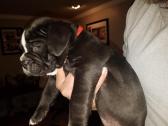 Female Olde English Bulldog Puppy in Highland, Indiana