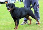 Kimshoaz Rottweilers in Lenasia, Gauteng