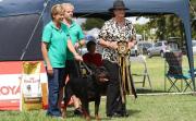 Liber Lumar Rottweilers in Durbanville, Western Cape