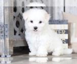 Maltese Puppy For Sale in Mount Vernon, Ohio