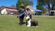 Merrymead Bearded Collie Kennel in Midrand, Gauteng