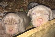 Neapolitan Mastiff puppies