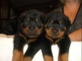 Rottweiler puppies for sale in Fort Worth, Texas