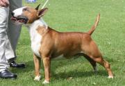 Shodan Bull Terriers in Vanderbijlpark, Gauteng