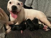 Staffordshire Bull Terriers in St Helens, UK