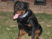 Camelwest Rottweilers in Bloemfontein, Free State