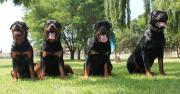 Von Bvlgari Rottweilers in Kempton Park, Gauteng