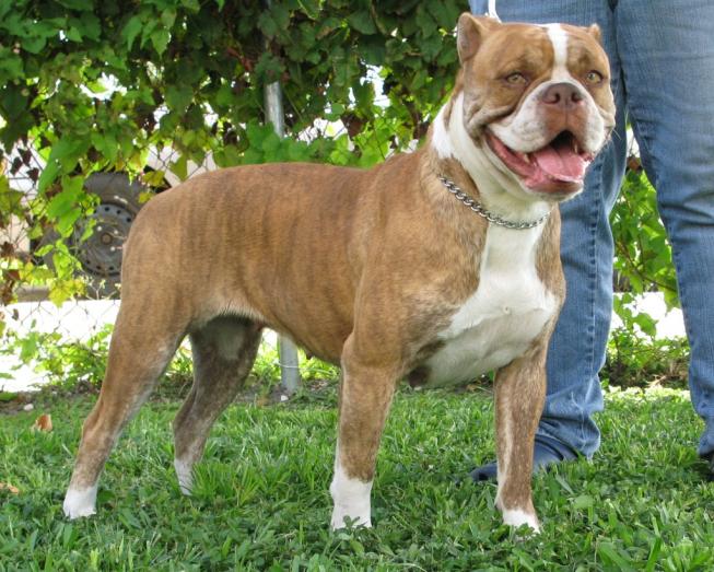 Alapaha Blue Blood Bulldog in , <br />
<b>Notice</b>:  Undefined index: country in <b>/home/dogbreedersgallery/public_html/temp/8a6af99ac9f223d2246a14de2265ada4fad41ac6_0.file.listing_gallery.html.php</b> on line <b>69</b><br />
