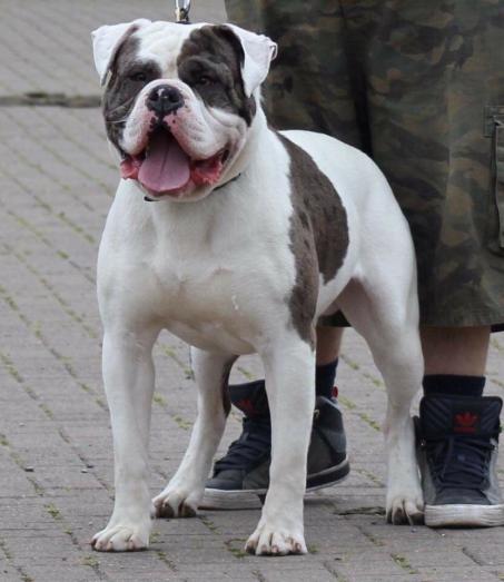 Alapaha Blue Blood Bulldog in , <br />
<b>Notice</b>:  Undefined index: country in <b>/home/dogbreedersgallery/public_html/temp/8a6af99ac9f223d2246a14de2265ada4fad41ac6_0.file.listing_gallery.html.php</b> on line <b>69</b><br />
