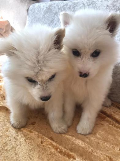 Beautiful Samoyed puppies for sale in , 