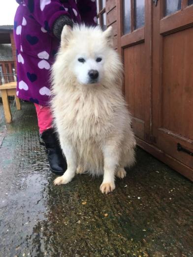 Beautiful Samoyed puppies for sale in , 