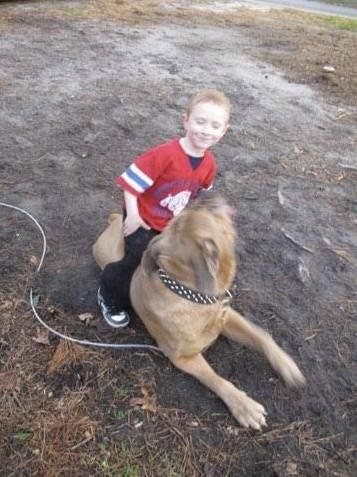 Cane corso pups in , 