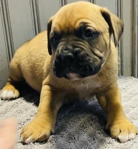 Cane corso pups in , 