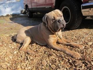 Cane corso pups in , 