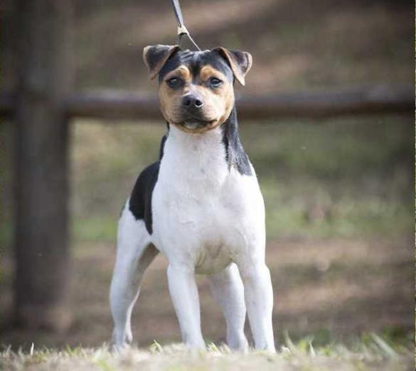 Canil Sulfox Santa Isabel - Terrier Brasileiro in , 