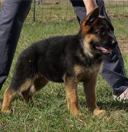 Champion Bloodline German Shepherd puppies in , 