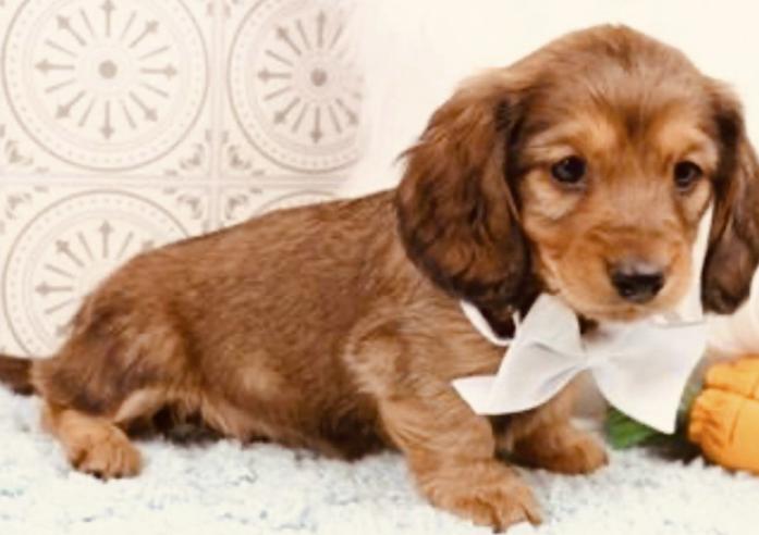 Dachshund male puppy in , 