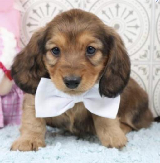 Dachshund male puppy in , 